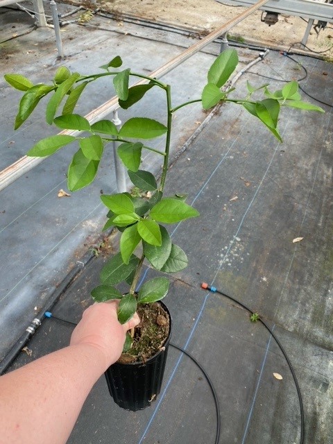 citrus-latifolia-persian-lime-tahitian-lime-bearss-lime