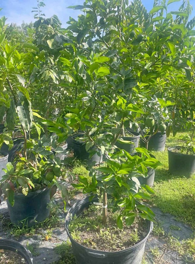 citrus-latifolia-persian-lime-tahitian-lime-bearss-lime
