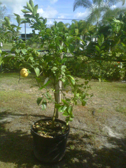 citrus-limon-lemon