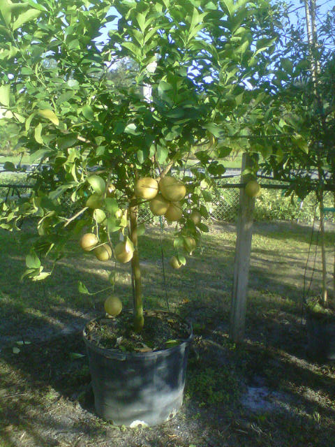 citrus-limon-lemon