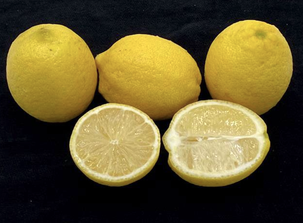 citrus-limon-lemon