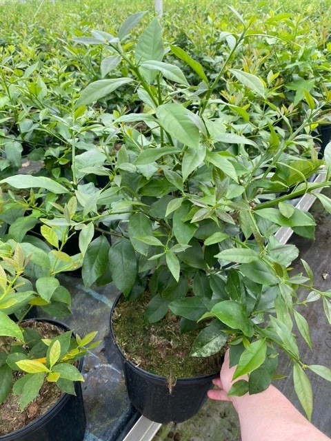 citrus-limon-meyer-lemon-meyer-edible