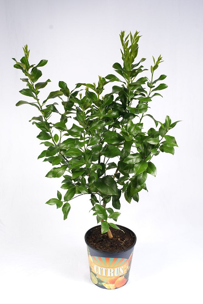 citrus-limon-meyer-lemon-meyer-edible