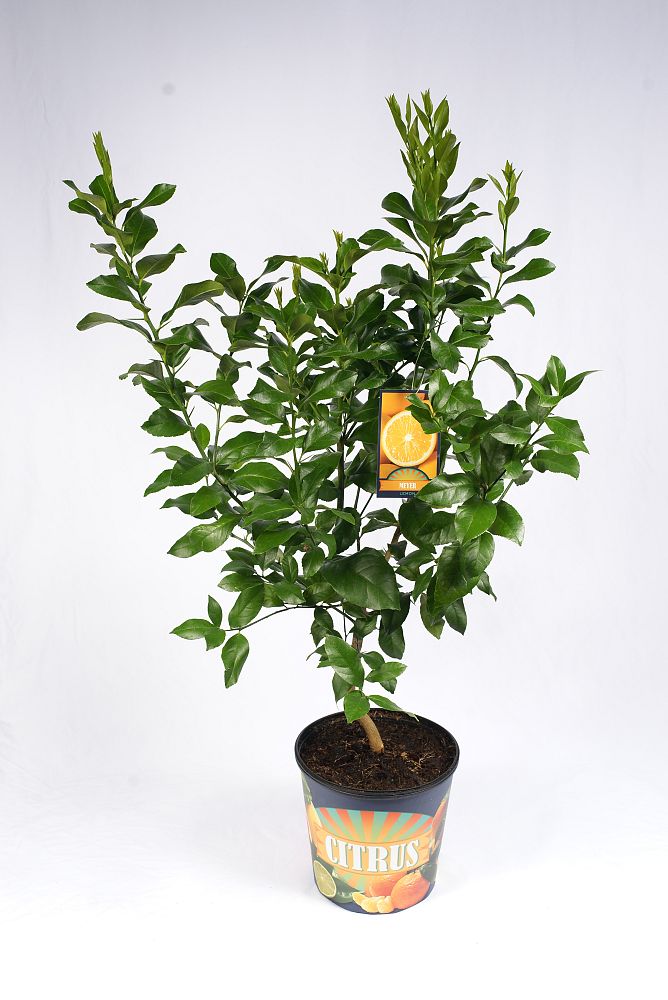 citrus-limon-meyer-lemon-meyer-edible