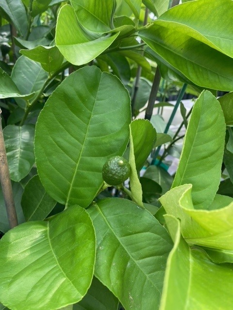 citrus-limon-ponderosa-lemon-ponderosa-edible