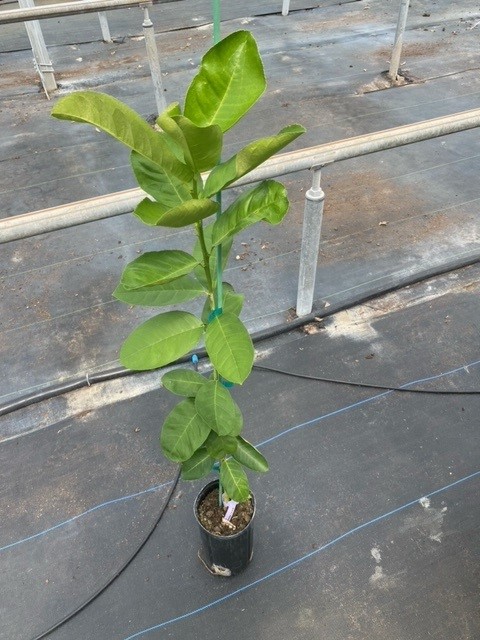 citrus-limon-ponderosa-lemon-ponderosa-edible