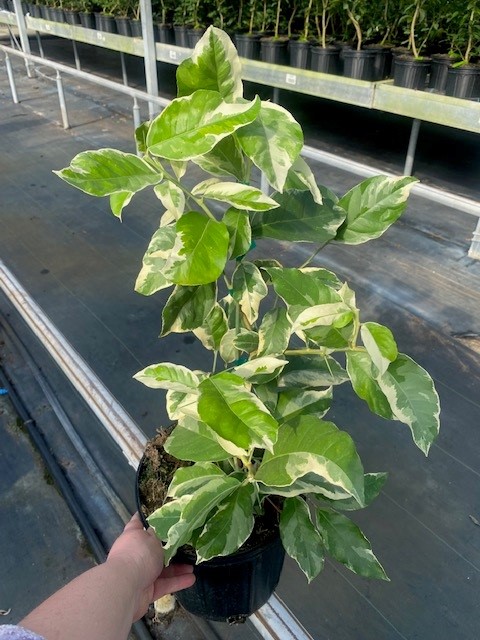 citrus-limon-variegated-pink-eureka-lemon