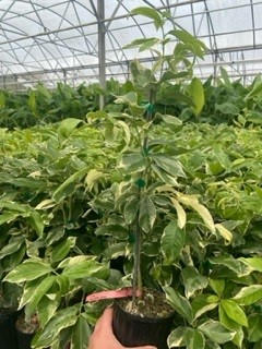 citrus-limon-variegated-pink-eureka-lemon