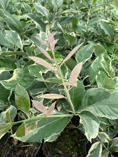citrus-limon-variegated-pink-eureka-lemon