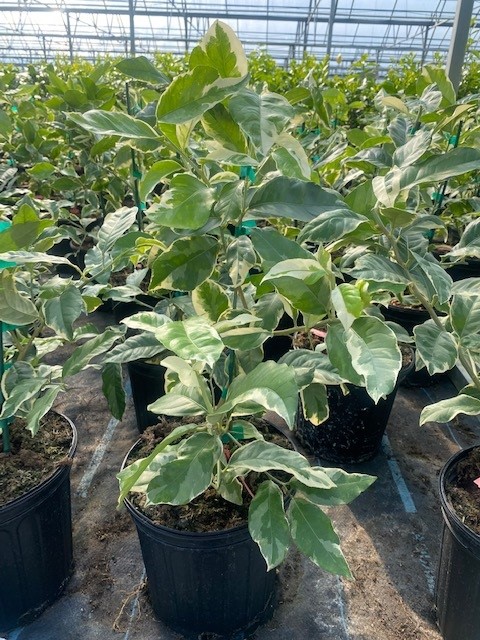 citrus-limon-variegated-pink-eureka-lemon