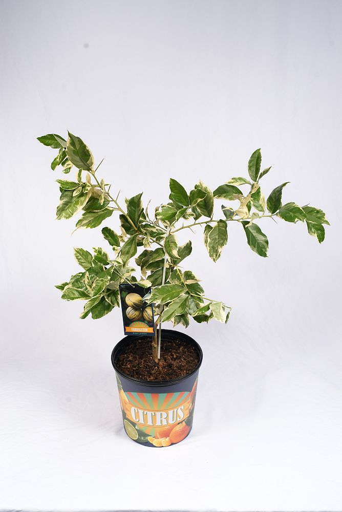citrus-limon-variegated-pink-eureka-lemon