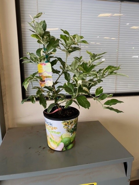 citrus-limon-variegated-pink-eureka-lemon