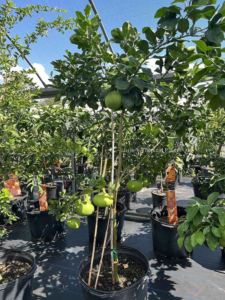 citrus-maxima-pummelo