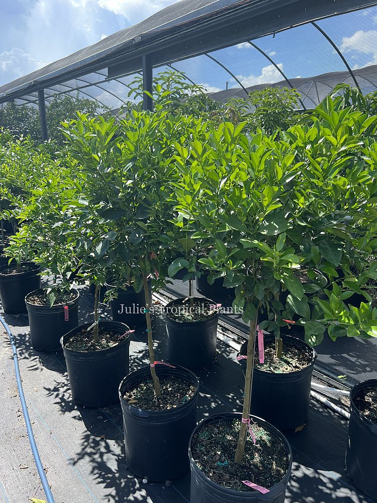 citrus-mitis-calamansi-panama-orange-calamondin-orange