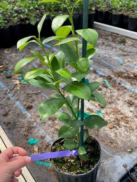 citrus-mitis-calamansi-panama-orange-calamondin-orange