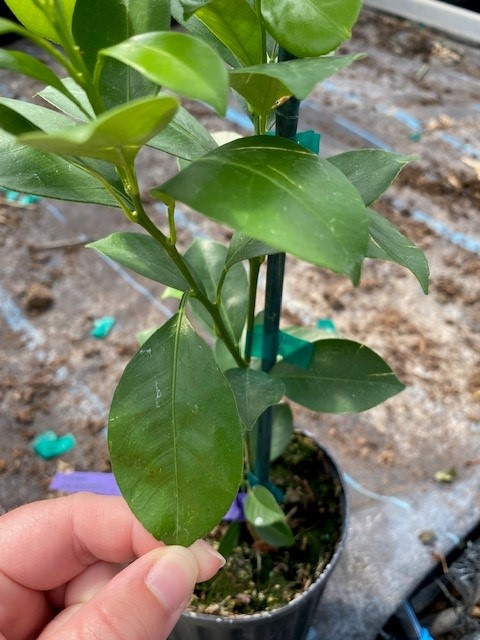 citrus-mitis-calamansi-panama-orange-calamondin-orange