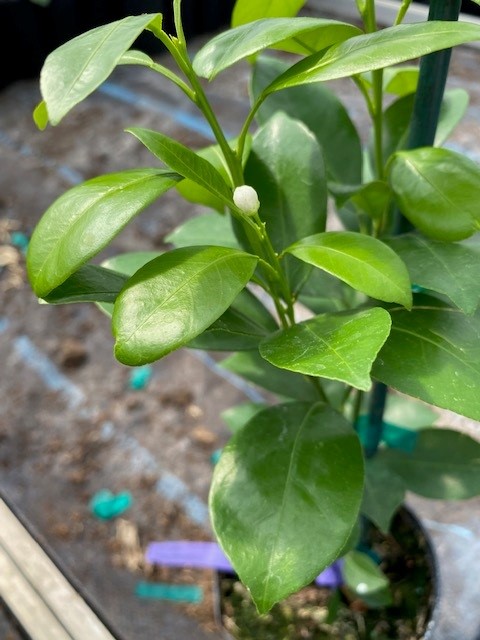 citrus-mitis-calamansi-panama-orange-calamondin-orange