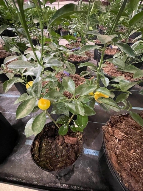 citrus-mitis-calamansi-panama-orange-calamondin-orange