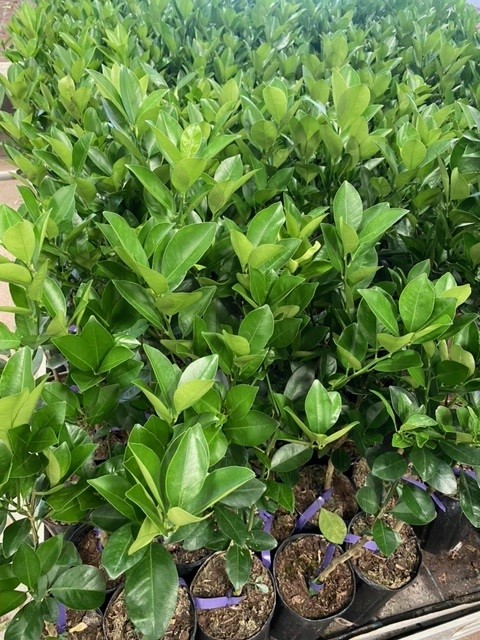 citrus-mitis-calamansi-panama-orange-calamondin-orange