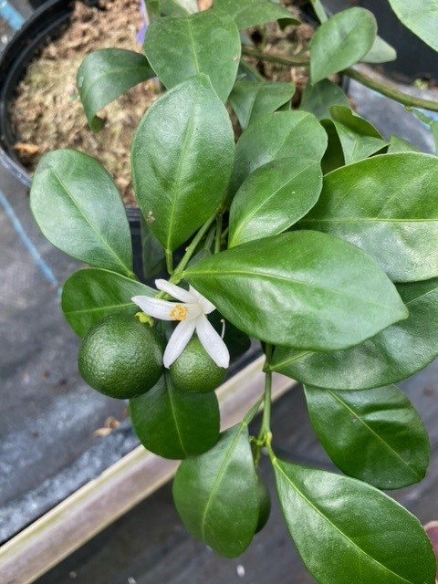 citrus-mitis-calamansi-panama-orange-calamondin-orange