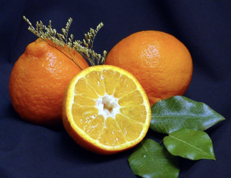 citrus-reticulata-mandarin-edible-tangerine-mandarin-orange
