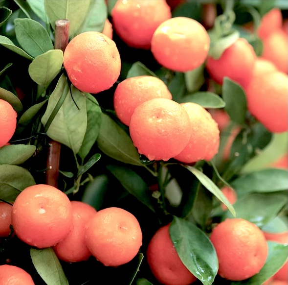 citrus-reticulata-mandarin-edible-tangerine-mandarin-orange