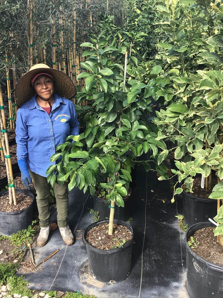citrus-sinensis-campbell-valencia-valencia-orange-tree