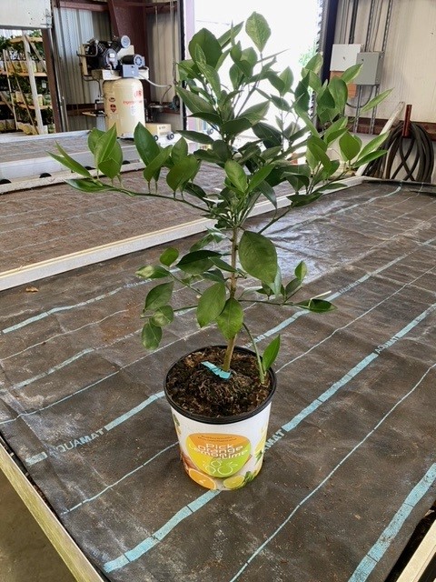 citrus-sinensis-cara-cara-orange-tree-edible