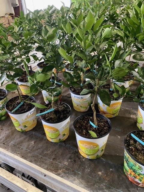 citrus-sinensis-cara-cara-orange-tree-edible