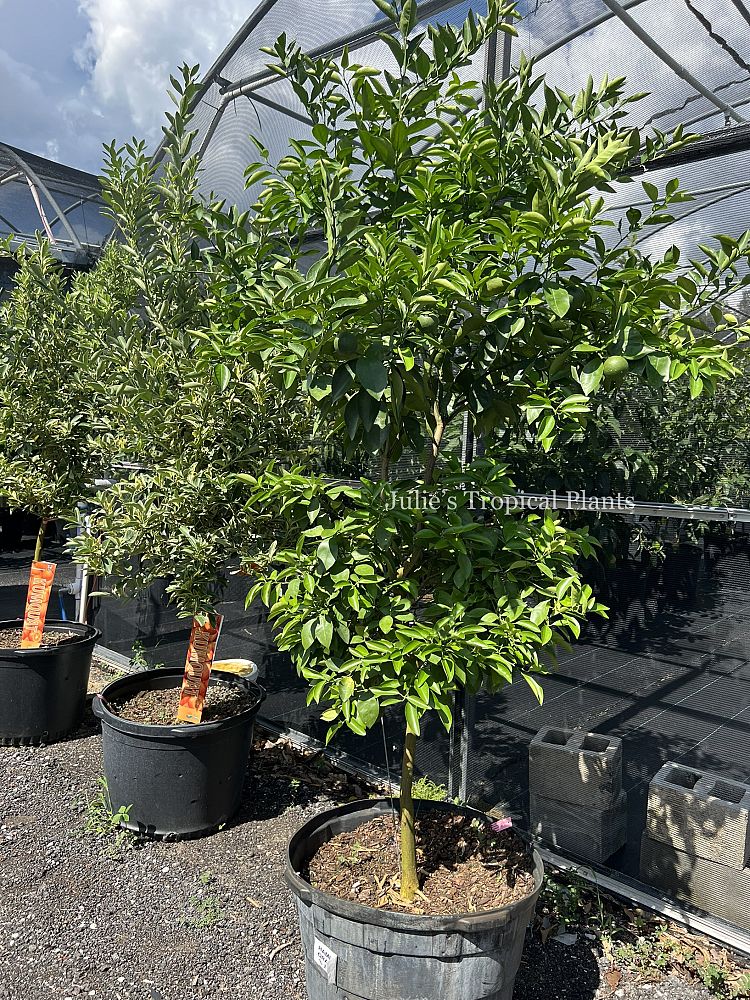 citrus-sinensis-hamlin-orange-tree-edible
