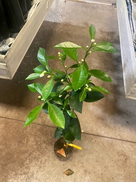 citrus-sinensis-hamlin-orange-tree-edible