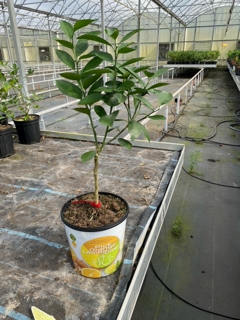 citrus-sinensis-moro-orange-tree-blood-orange-edible