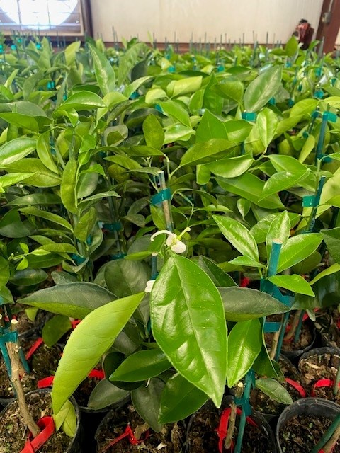 citrus-sinensis-moro-orange-tree-blood-orange-edible