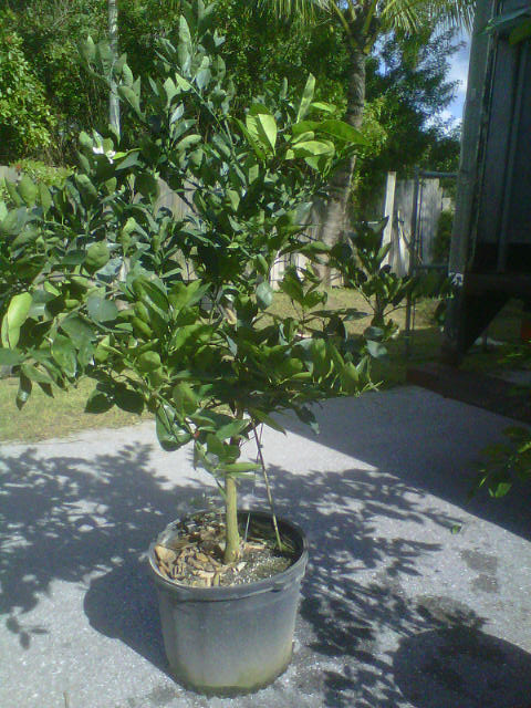 citrus-sinensis-navel-orange-tree-edible