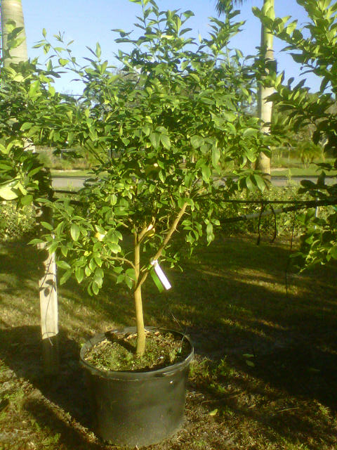citrus-sinensis-orange-tree-edible