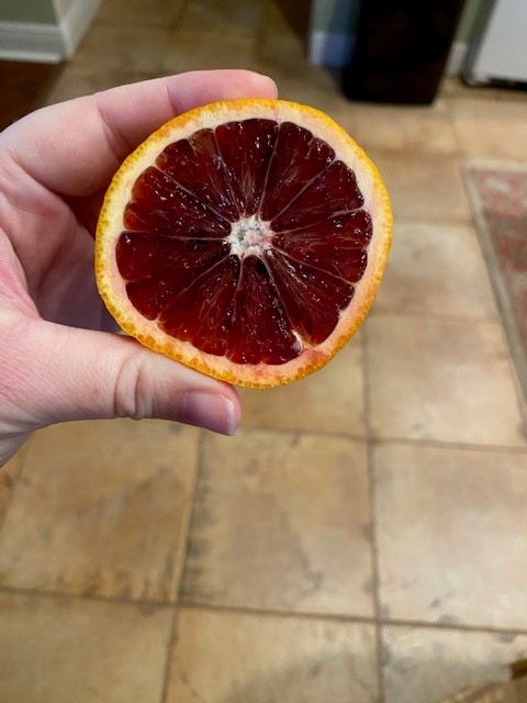 citrus-sinensis-sanguinelli-blood-orange
