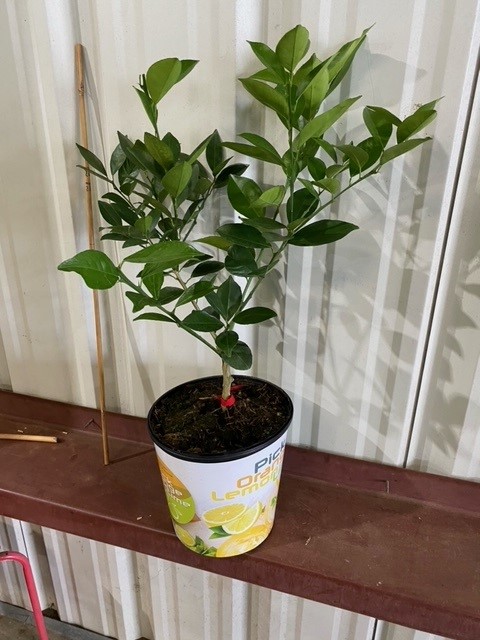 citrus-sinensis-sanguinelli-blood-orange