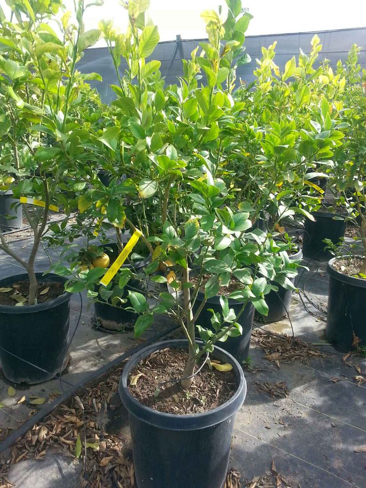 citrus-sinensis-valencia-orange-tree-edible