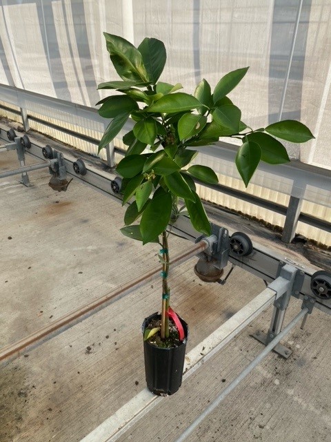citrus-sinensis-valencia-orange-tree-edible
