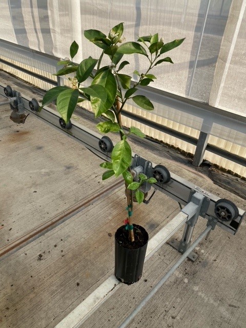 citrus-sinensis-valencia-orange-tree-edible