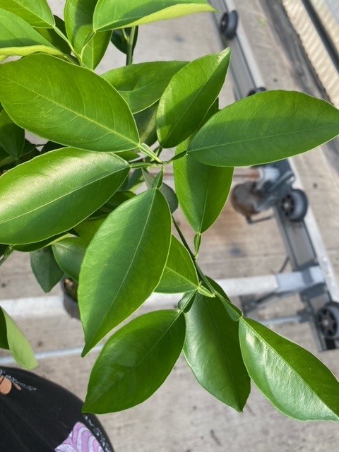citrus-sinensis-valencia-orange-tree-edible