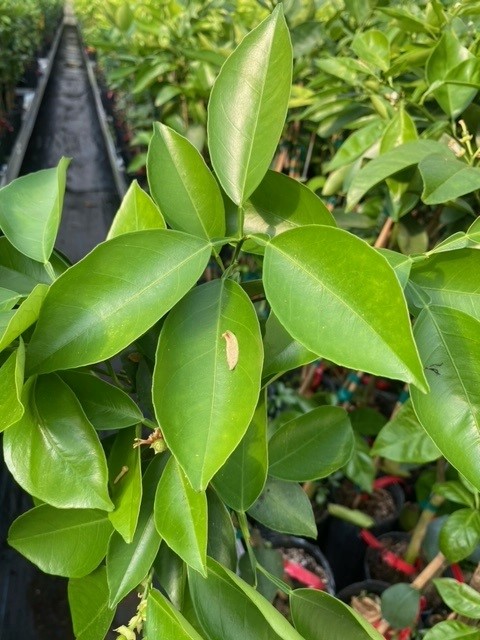 citrus-sinensis-valencia-orange-tree-edible