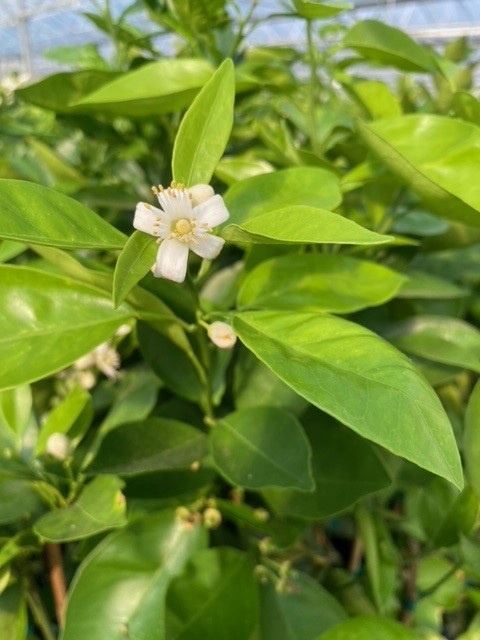 citrus-sinensis-valencia-orange-tree-edible
