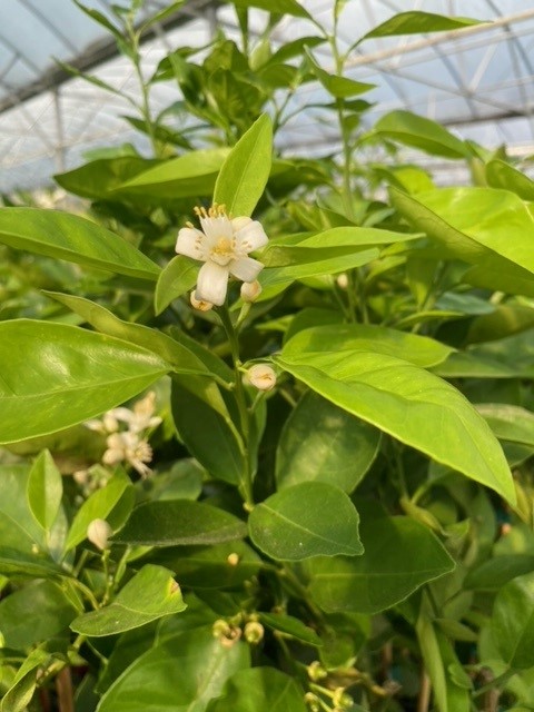 citrus-sinensis-valencia-orange-tree-edible