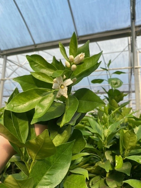 citrus-sinensis-valencia-orange-tree-edible