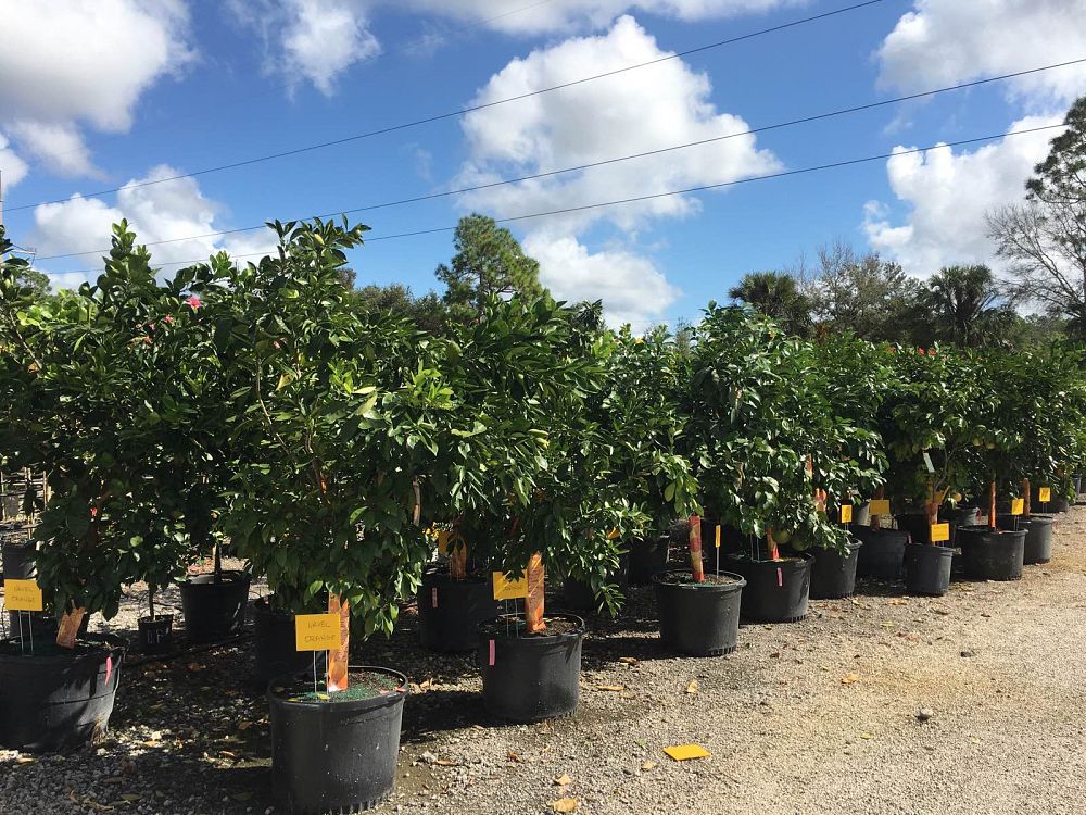 citrus