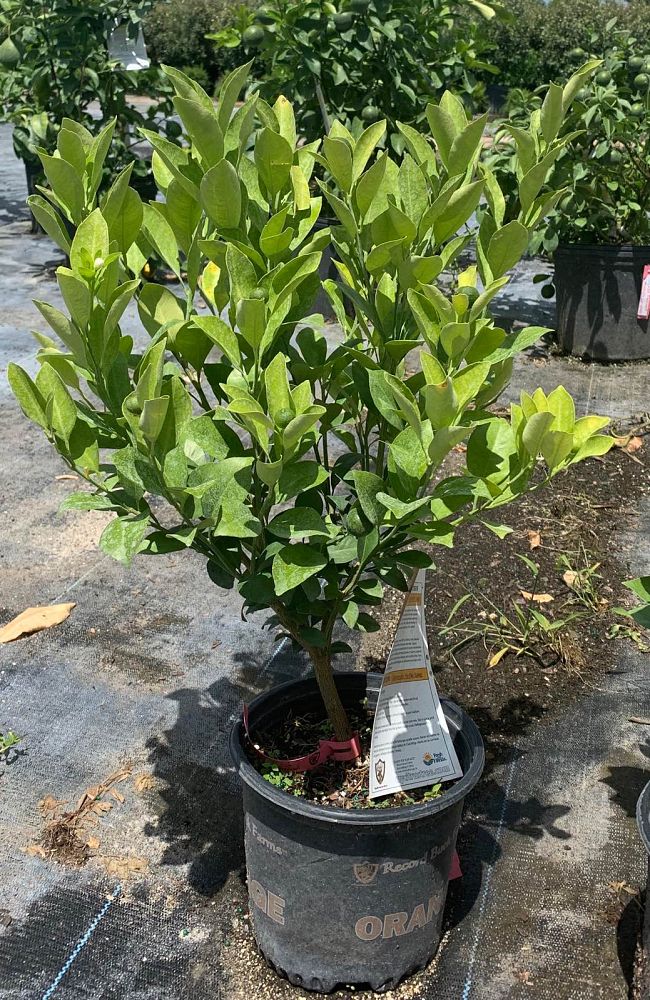 citrus
