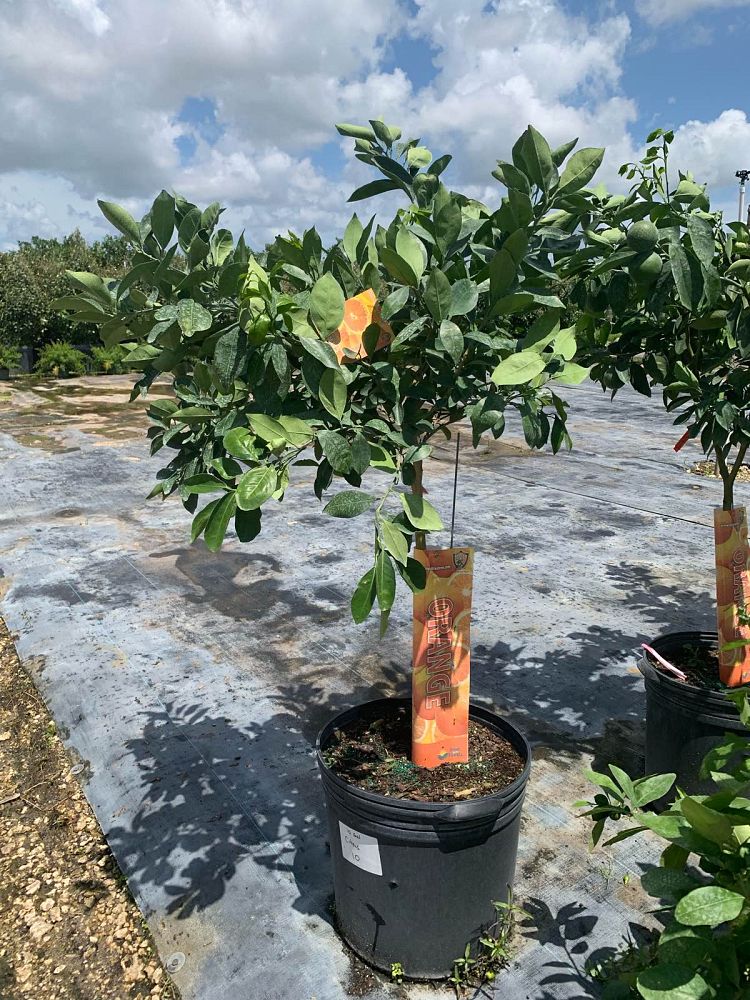 citrus