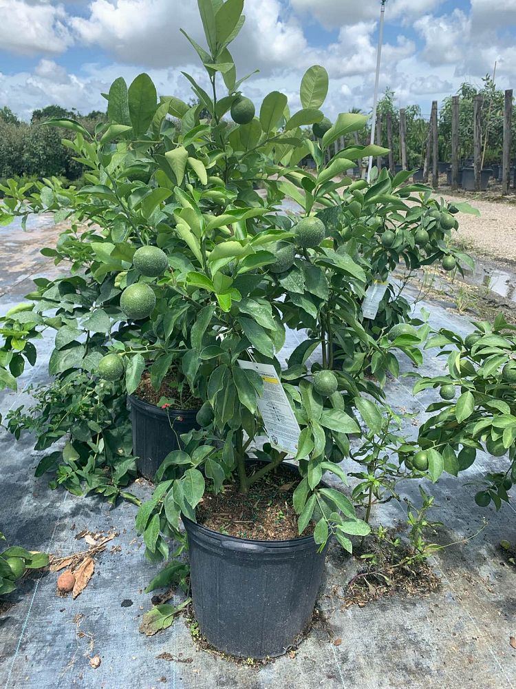 citrus