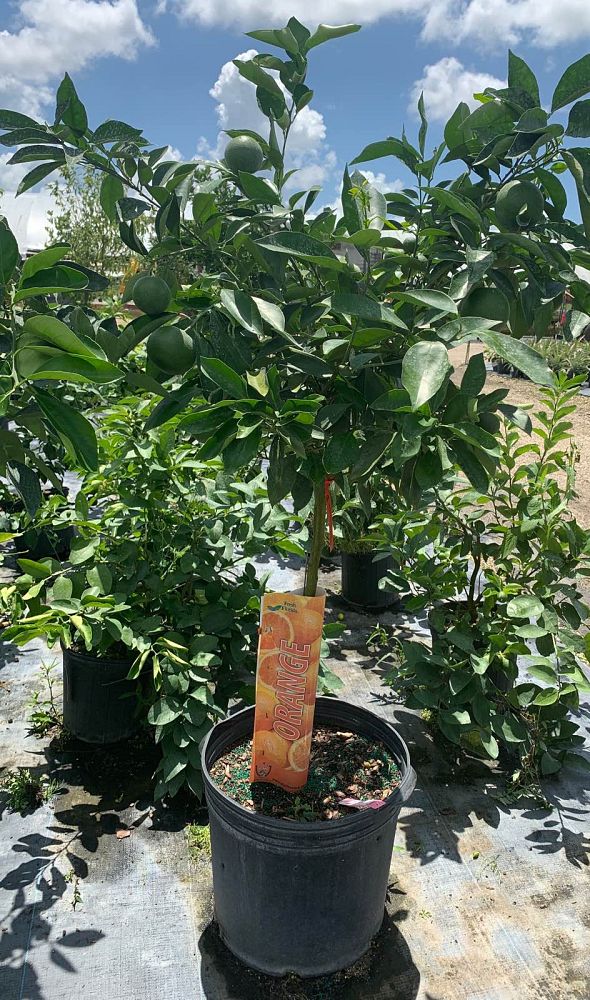 citrus